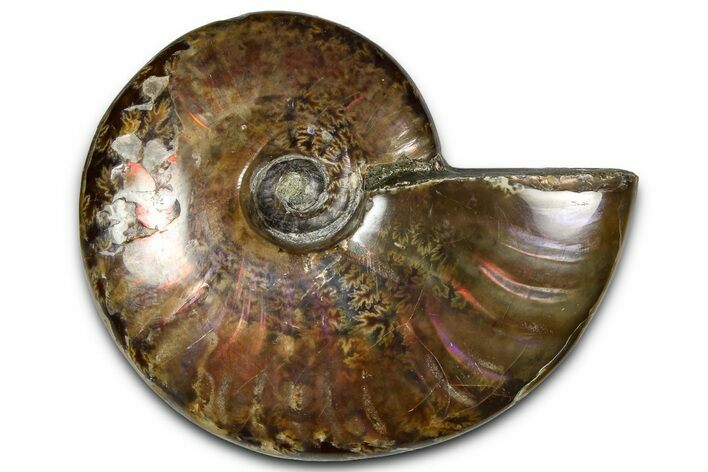 Polished Red Flash Ammonite (Cleoniceras) Fossil - Madagascar #367700